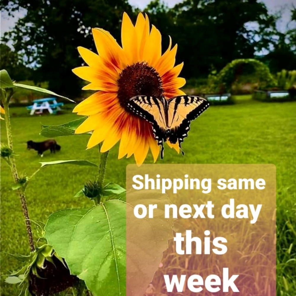 Welcoming Most Offers!!